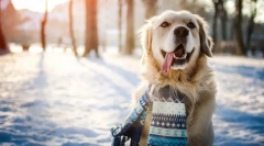 Hogyan védjük meg a kutyát télen?